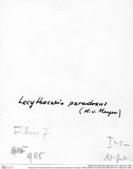 Historisches Foto (Rückseite) von Lecythocaris paradoxa (von Meyer, 1858) (NHMW-AFW-GEO-BACHMAYER-FOTO-1990-0041-0905)